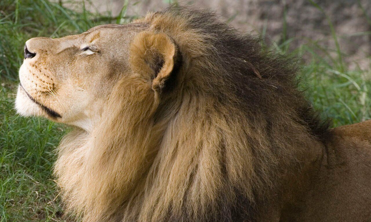 LionHoriz.jpg
